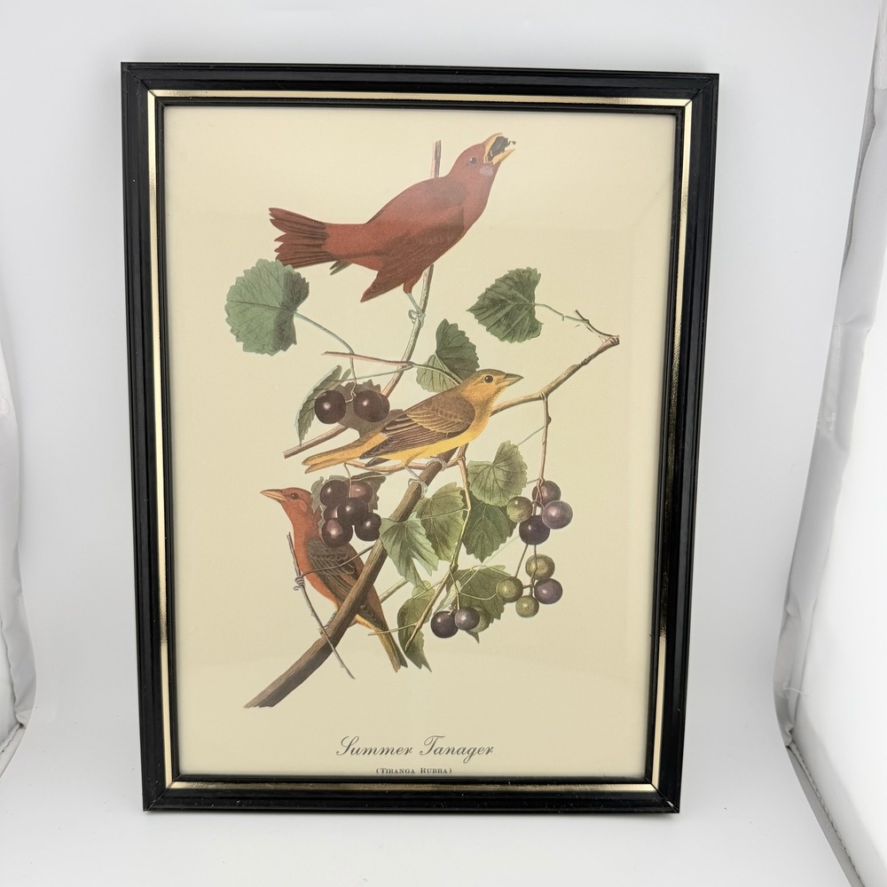Vintage Cream Summer Tanager Bird Botanical Framed Art Print